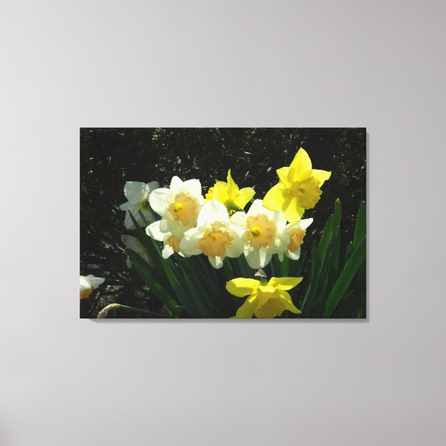 Solbelysta skiffodils (WestCreek) Wrapped Canvas P (Framsida)