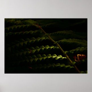 Solbelysta skogsängar (6174) poster