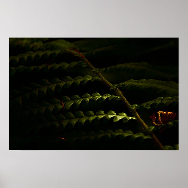 Solbelysta skogsängar (6174) poster (Framsidan)