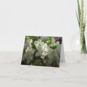 Solbelysta Vita Azaleor Vackra Vårblommor Anteckningskort