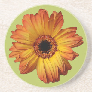 Solblomma av Orange gerbera Underlägg