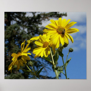 Solblommig humlor poster