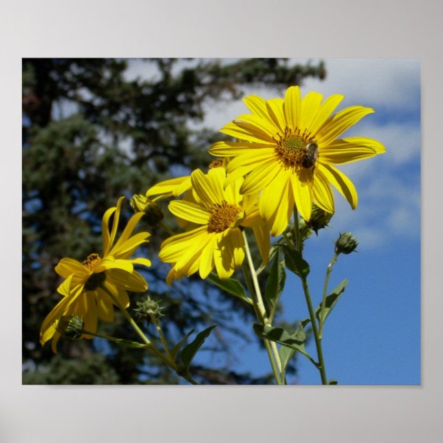 Solblommig humlor poster (Framsidan)