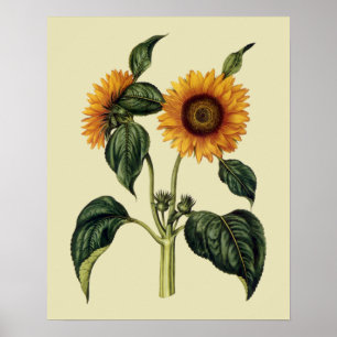 Solblommor Antique 1700 Art Poster