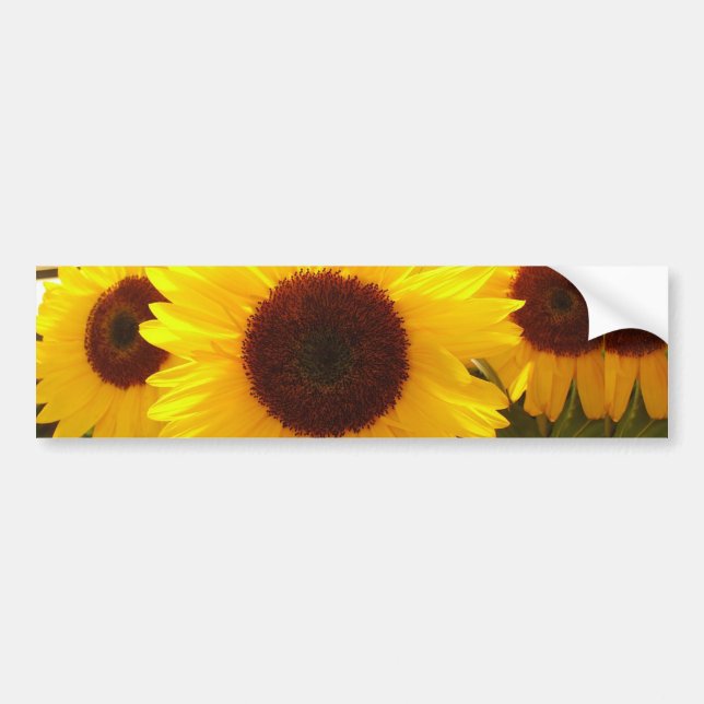 Solblommor Bildekal (Framsidan)