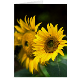 Solblommor blöder upp i sol. hälsningskort