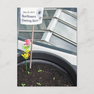 Solblommor den 30 maj 2012 vykort