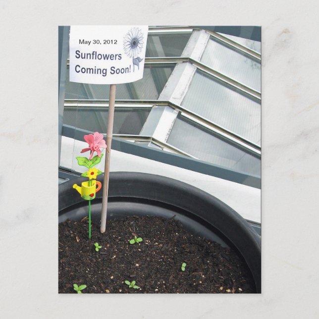 Solblommor den 30 maj 2012 vykort (Framsida)