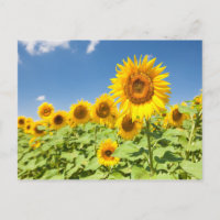Solblommor fält vykort