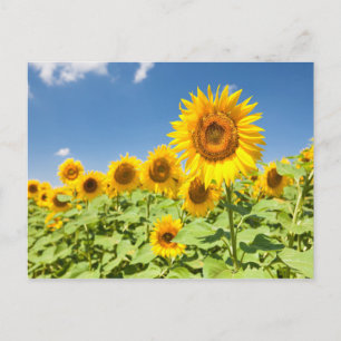 Solblommor fält vykort