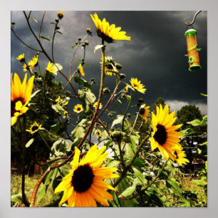 Solblommor före Dramatic Storm Clouds-foto Poster
