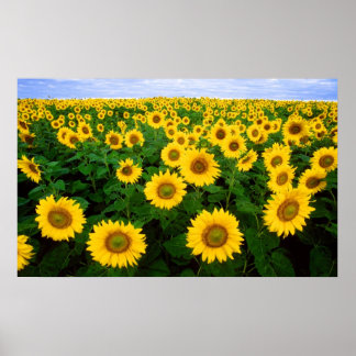 Solblommor Forever Poster