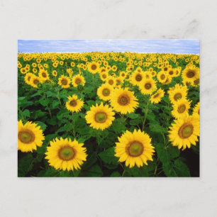 Solblommor Forever Vykort