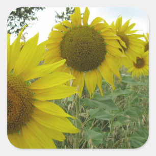 Solblommor, fotopatset, glansigt fyrkantigt klistermärke