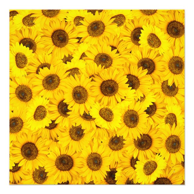 Solblommor Fototryck (Framsidan)