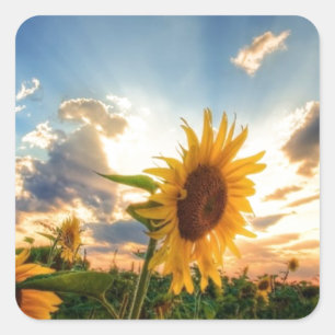 Solblommor Fyrkantigt Klistermärke