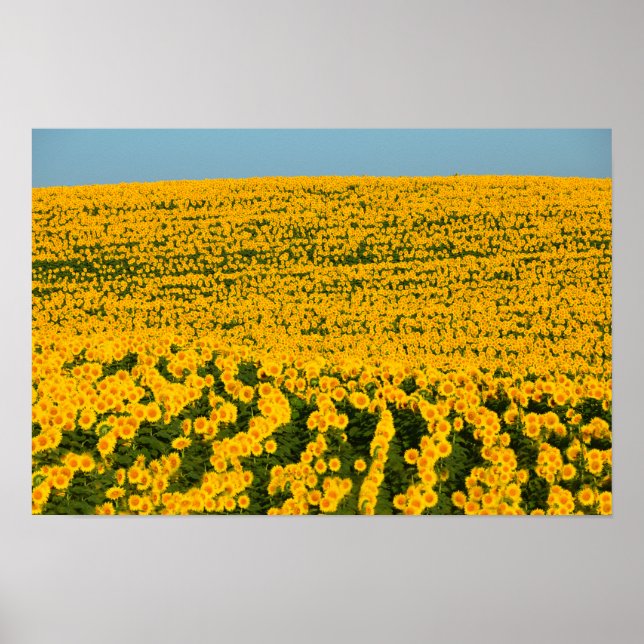 Solblommor Galore Poster (Framsidan)