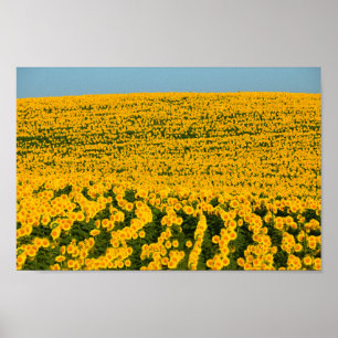 Solblommor Galore Poster