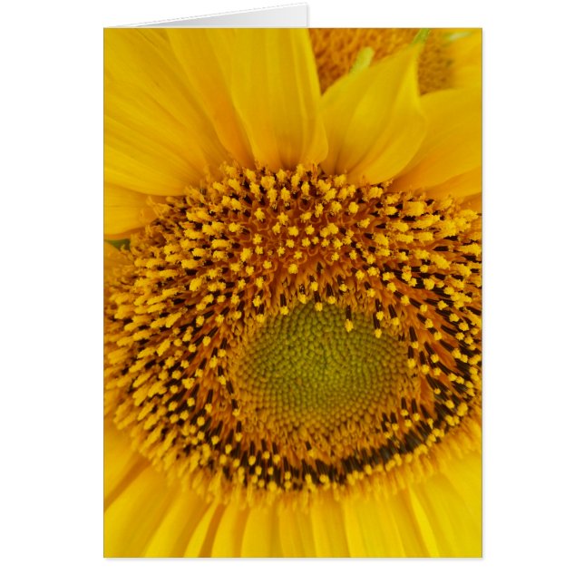 Solblommor Hälsningskort (Framsidan)