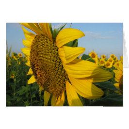 Solblommor Hälsningskort
