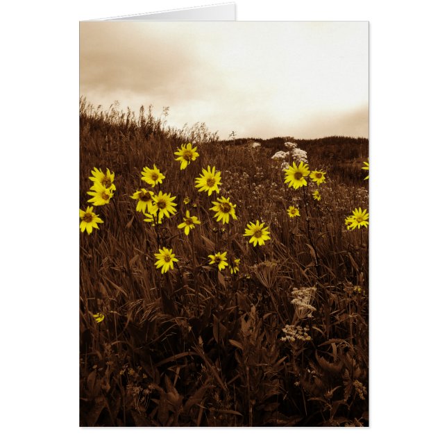 Solblommor Hälsningskort (Framsidan)