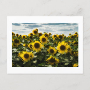 Solblommor Helg Vykort