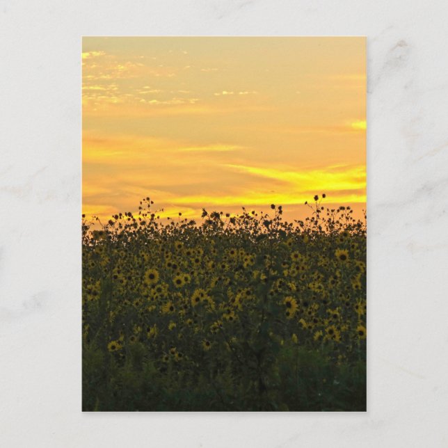 Solblommor i Dusk Vykort (Framsida)
