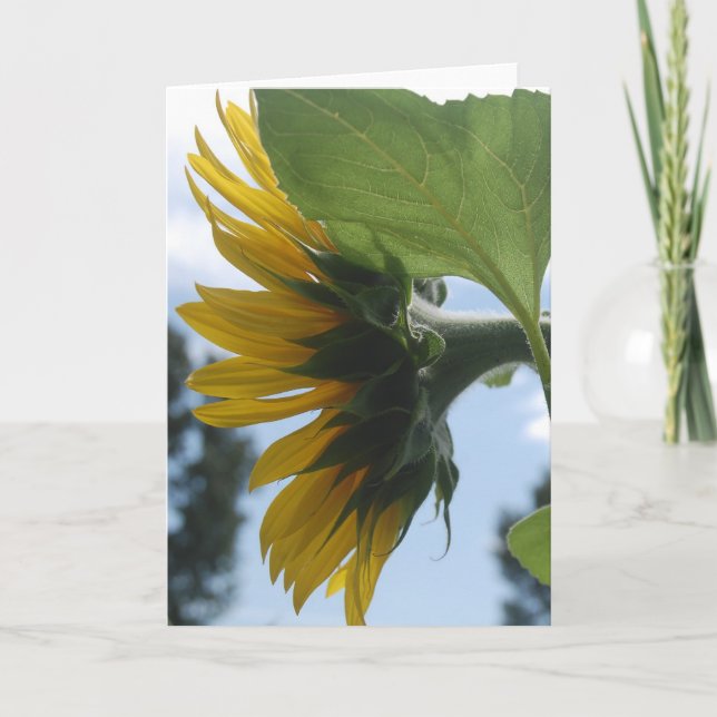 Solblommor i Frankrike Helgkort (Framsida)