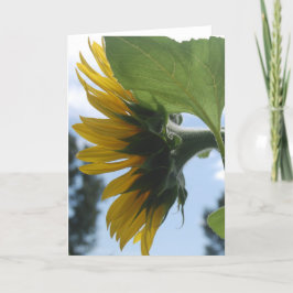 Solblommor i Frankrike Helgkort