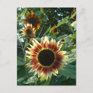 Solblommor i Sol Vykort