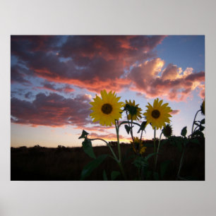 Solblommor i solnedgången poster