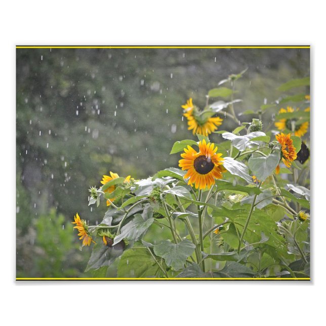 Solblommor i sommarserverns fotoutskrift fototryck (Framsidan)
