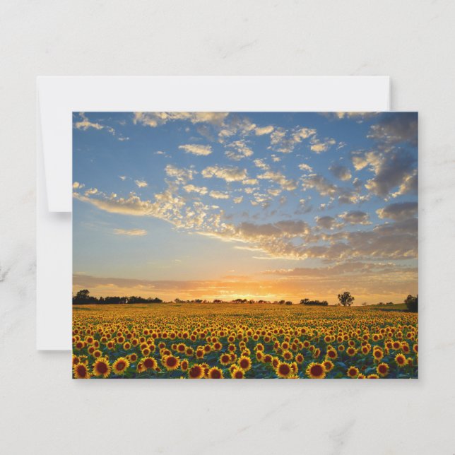 Solblommor i Sunset (Framsida)