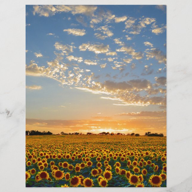 Solblommor i Sunset (Framsida)