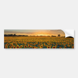 Solblommor i Sunset Bildekal