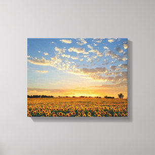Solblommor i Sunset Canvastryck