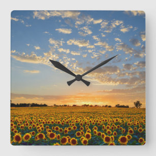 Solblommor i Sunset Fyrkantig Klocka
