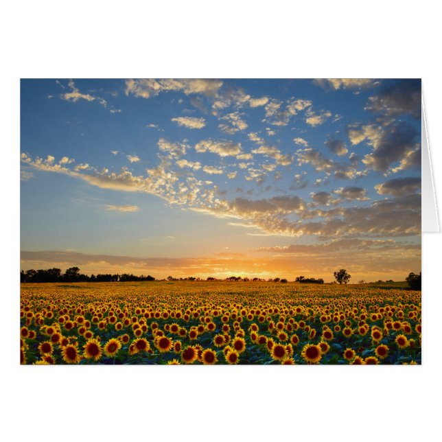 Solblommor i Sunset Hälsningskort (Framsidan Horizontal)