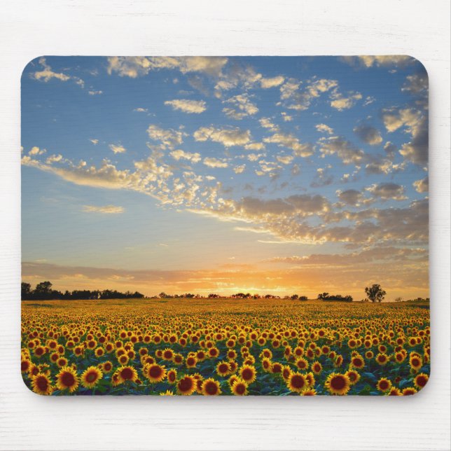 Solblommor i Sunset Musmatta (Framsidan)