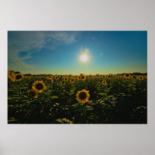 Solblommor i Sunset Poster