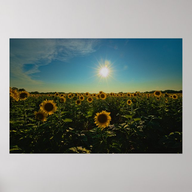 Solblommor i Sunset Poster (Framsidan)