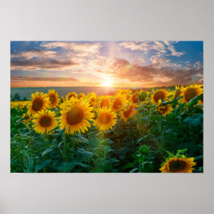 Solblommor i Sunset Poster