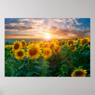 Solblommor i Sunset Poster