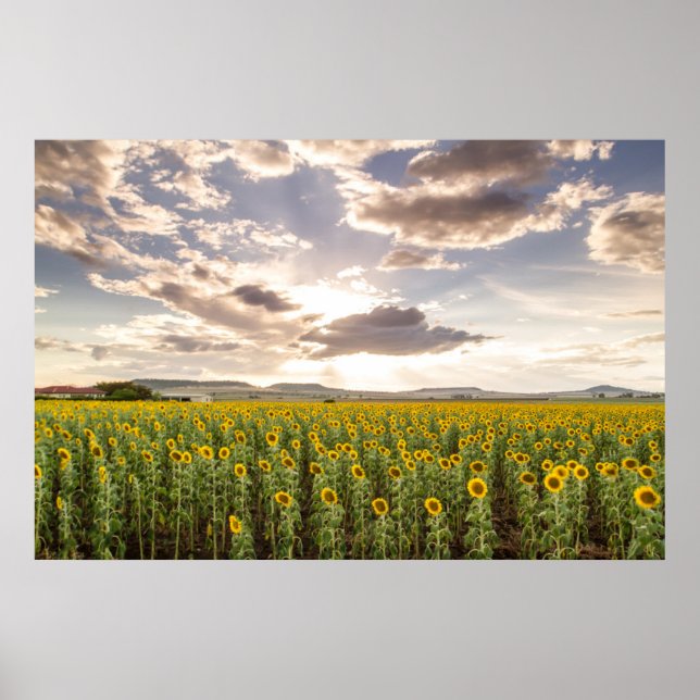 Solblommor i Sunset Poster (Framsidan)