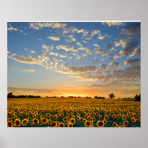 Solblommor i Sunset Poster
