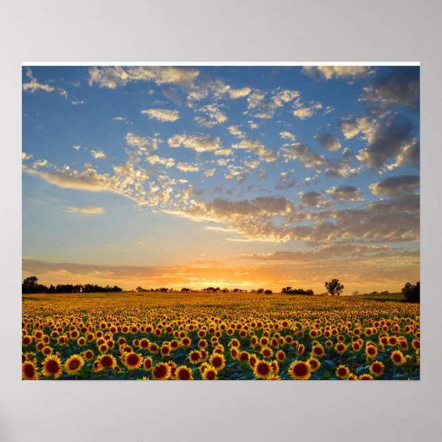Solblommor i Sunset Poster (Framsidan)