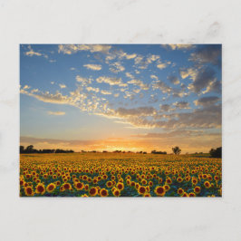 Solblommor i Sunset Vykort