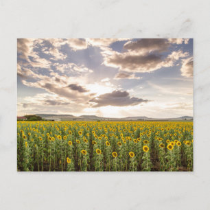 Solblommor i Sunset Vykort