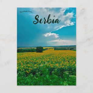 Solblommor i Žabari Serbien Vykort