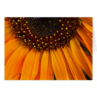 Solblommor II OBS Kort